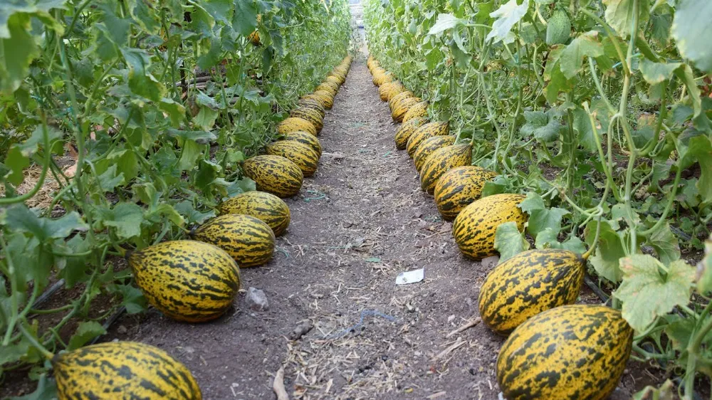 LEZZETİYLE DÜNYACA TANINAN KIRKAĞAÇ KAVUNU