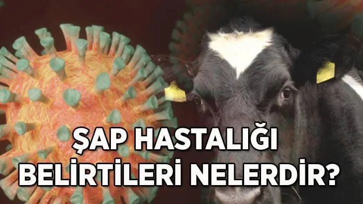 ŞAP HASTALIĞI NEDİR?
