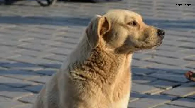 Köpekler en büyük aşkınız olabilir!