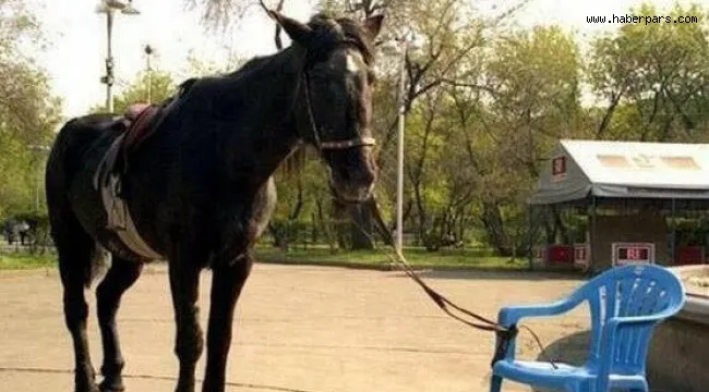 Bir Psikoloğun Kaleminden